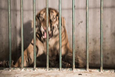 Tiger roaring in cage while lying at zoo