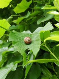 Close-up of snail on leaves