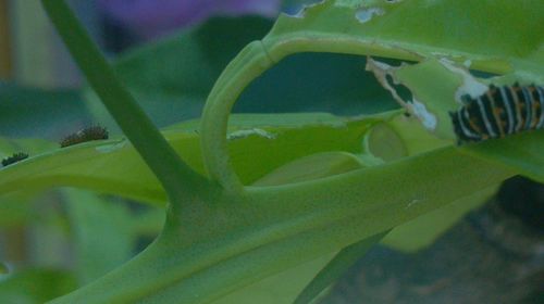 Close-up of snake on plant