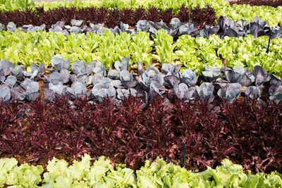 High angle view of purple flowering plants on field