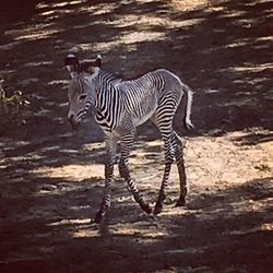 Close-up of zebra