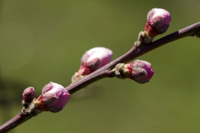 Close-up of flower growing on tree