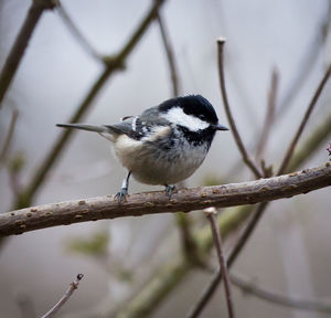 Bird perching on railing