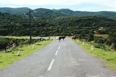 Rear view of people walking on road amidst trees