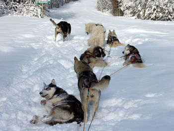 Dogs on snow field