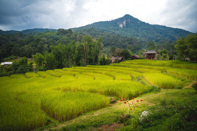 Scenic view of agricultural field against sky