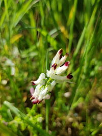Close-up of white flowering plant
