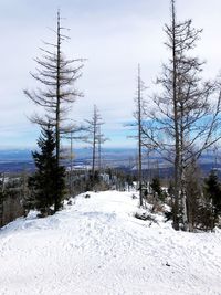 Snow covered land and trees against sky