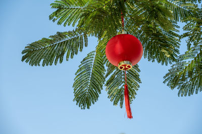 Close-up of christmas tree against clear sky