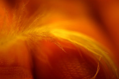 Full frame shot of orange flower