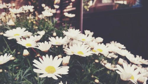 Close-up of white daisy blooming outdoors