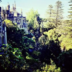 Plants growing on tree