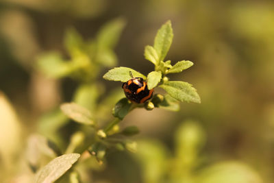 Close-up of ladybug on flower