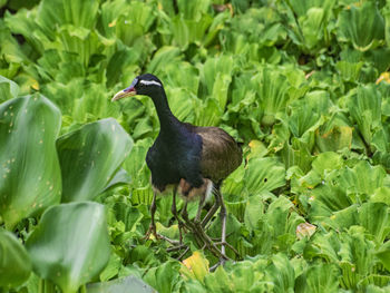 High angle view of a bird on field