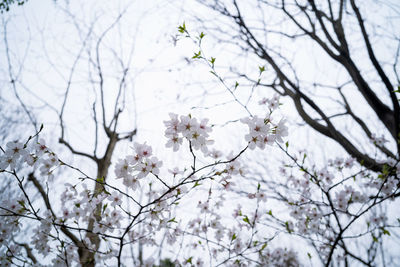 Low angle view of cherry blossoms against sky