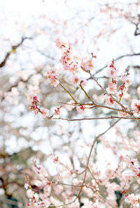 Plum flower bloom in japan during cherry blossom time