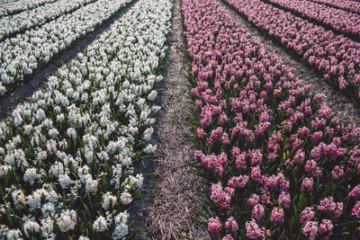 Purple flowering plants on field