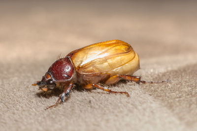 Close-up of cockchafer on rug