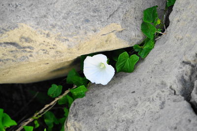 Close-up of white rose on rock
