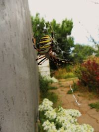 Close-up of spider web on plant