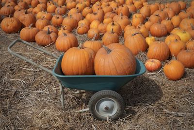 Pumpkins on field