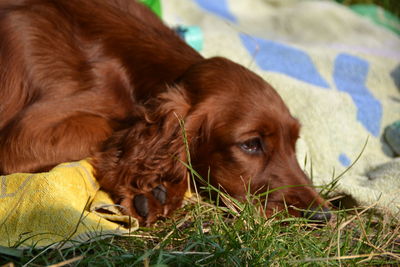 Dog on grassy field