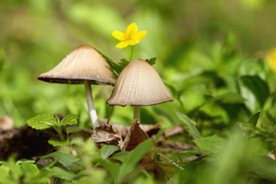 Beautiful wild mushrooms in forest