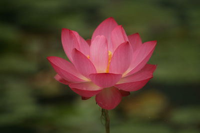 Close-up of pink water lily