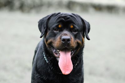 Close-up of black dog sticking out tongue