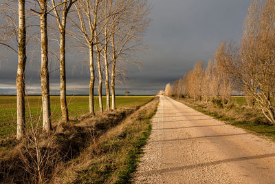 Road amidst bare trees against sky