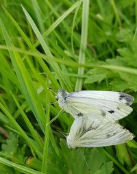 Close-up of butterfly on leaf