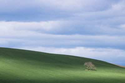 Scenic view of agricultural field against sky