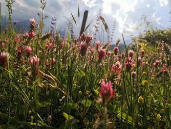 Close-up of flowering plants on field