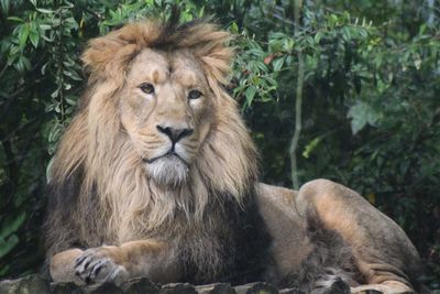 Portrait of lion