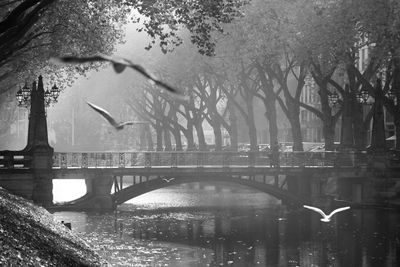 Birds flying above river in foggy weather