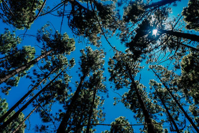 Low angle view of trees against blue sky