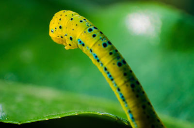 Close-up of caterpillar on leaf