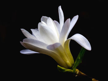 Close-up of flower against black background