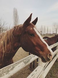 Close-up of horse standing at barn against sky