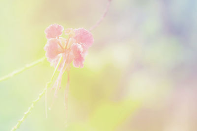 Close-up of pink flowering plant