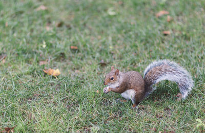 High angle view of squirrel on grassy field