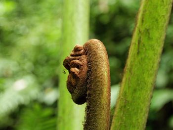 Close-up of lizard on leaf