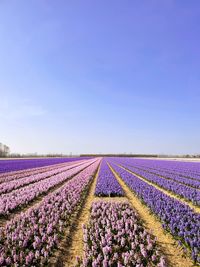 Scenic view of hyacinth fields against clear sky