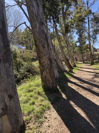 Trees on field by road