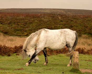 Horse standing in field against sky