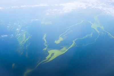 Close-up of fish swimming in sea