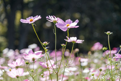 Close-up of pink flowering plant on field