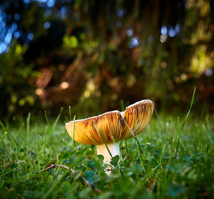 Close-up of mushroom on grass