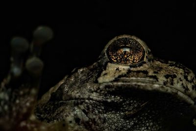 Close-up low angle view of night