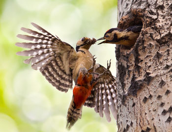 Woodpecker feeding young bird on tree